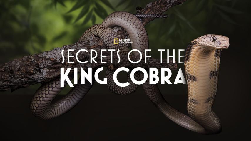 مشاهدة فيلم Secrets of the King Cobra (2010) مترجم