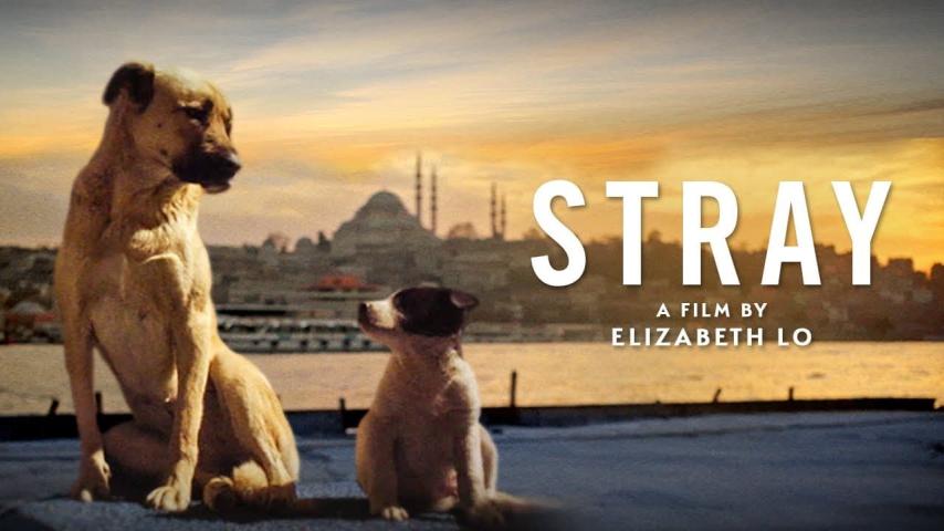 مشاهدة فيلم Stray (2020) مترجم