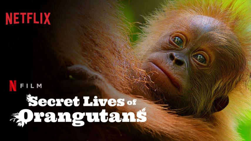 مشاهدة فيلم Secret Lives of Orangutans 2024 مترجم