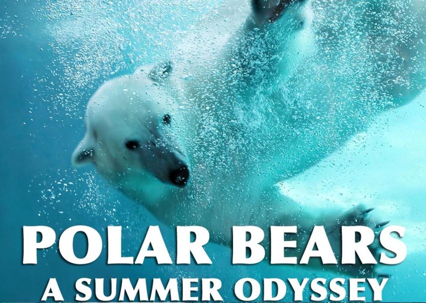 مشاهدة فيلم Polar Bears: A Summer Odyssey (2012) مترجم