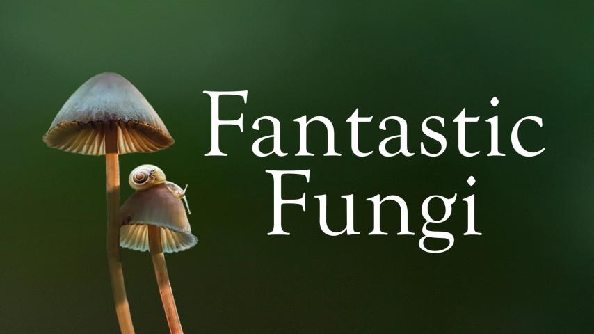 مشاهدة فيلم Fantastic Fungi (2019) مترجم