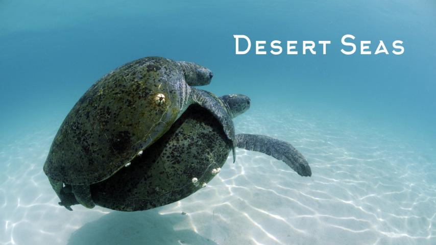مشاهدة فيلم Desert Seas (2011) مترجم