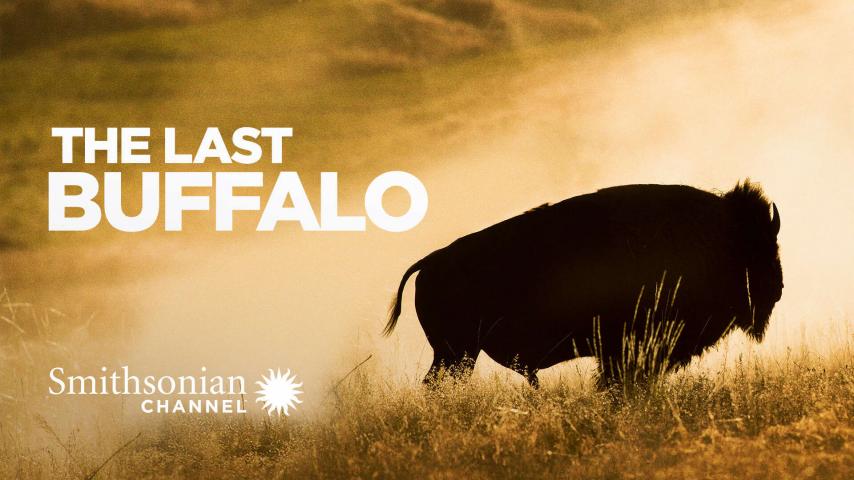 مشاهدة فيلم The Last Buffalo (2017) مترجم