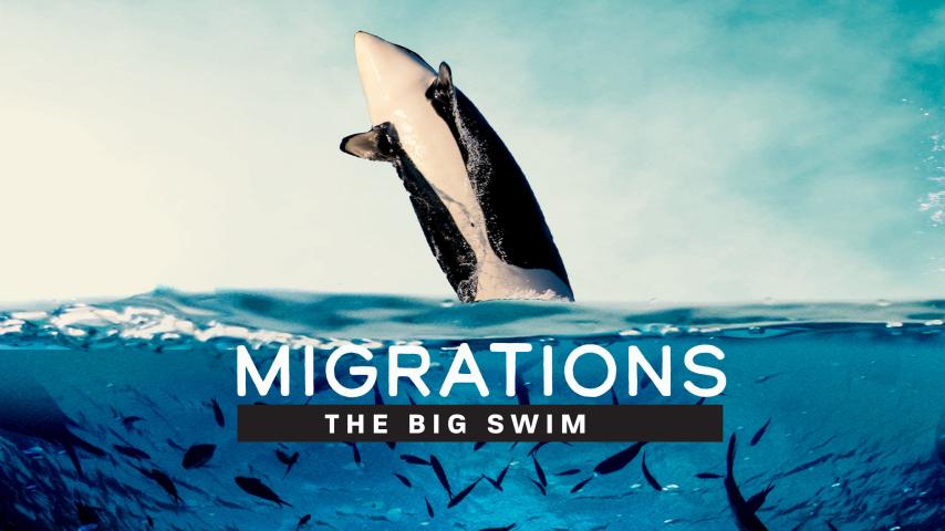 مشاهدة فيلم Migrations: The Big Swim (2020) مترجم