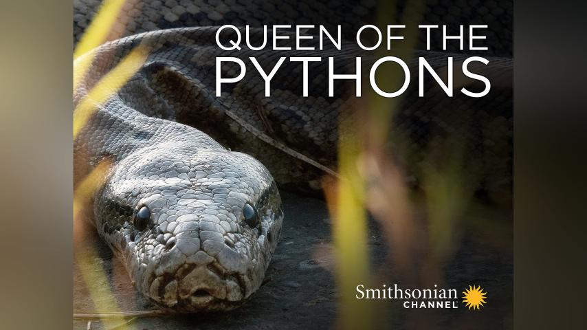 مشاهدة فيلم Queen of the Pythons (2019) مترجم