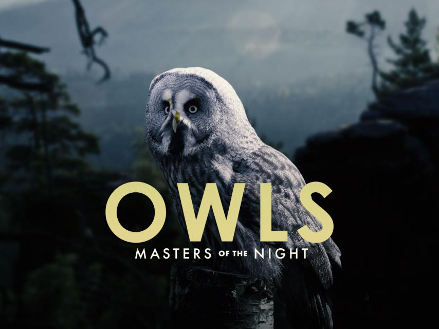 مشاهدة فيلم Owls Masters of the Night (2019) مترجم