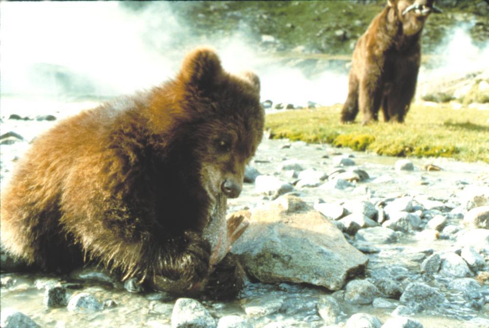 مشاهدة فيلم The Bear (1988) مترجم