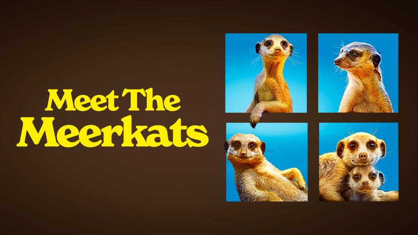 مشاهدة فيلم Meet the Meerkats 2020 مترجم