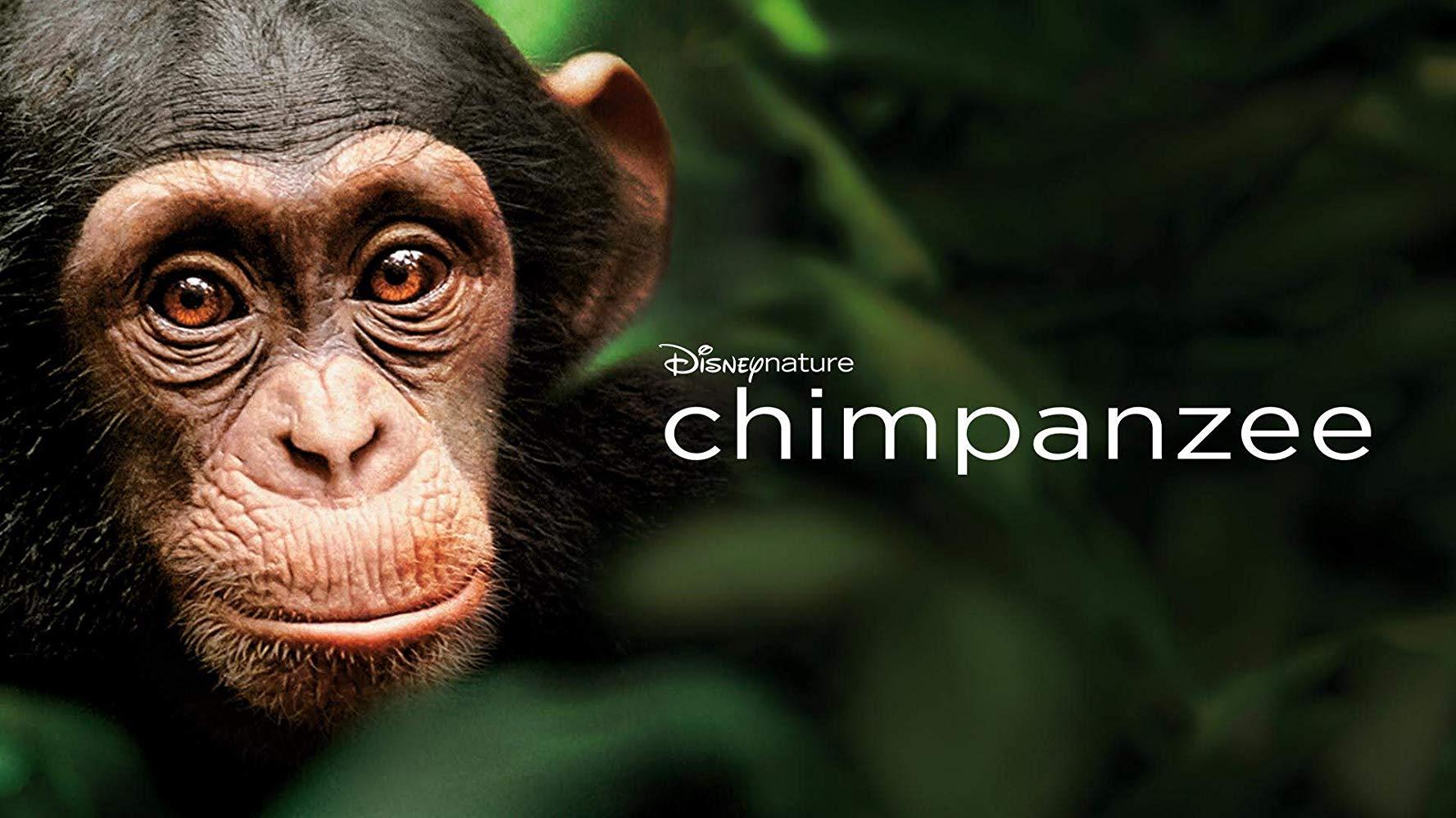 مشاهدة فيلم Chimpanzee (2012) مترجم