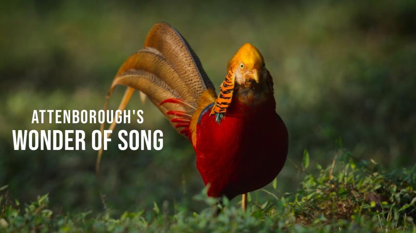 مشاهدة فيلم Attenborough's Wonder of Song 2022 مترجم