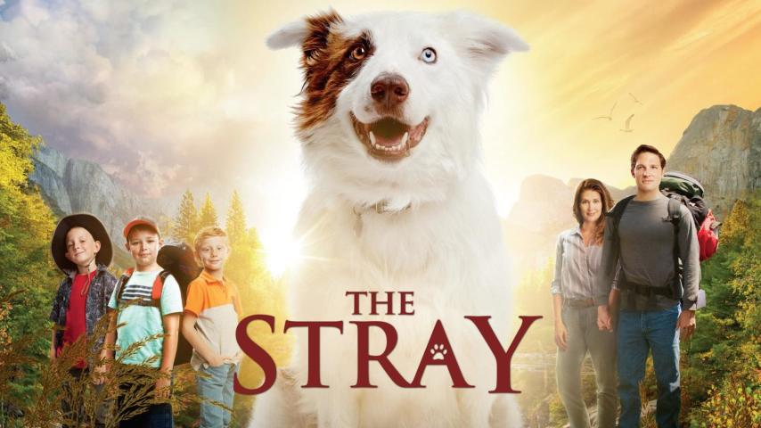 مشاهدة فيلم The Stray (2017) مترجم