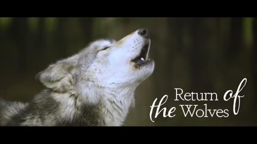 مشاهدة فيلم Return of the Wolves (2020) مترجم