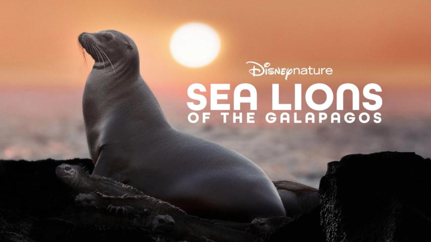 مشاهدة فيلم Sea Lions of the Galapagos 2025 مترجم
