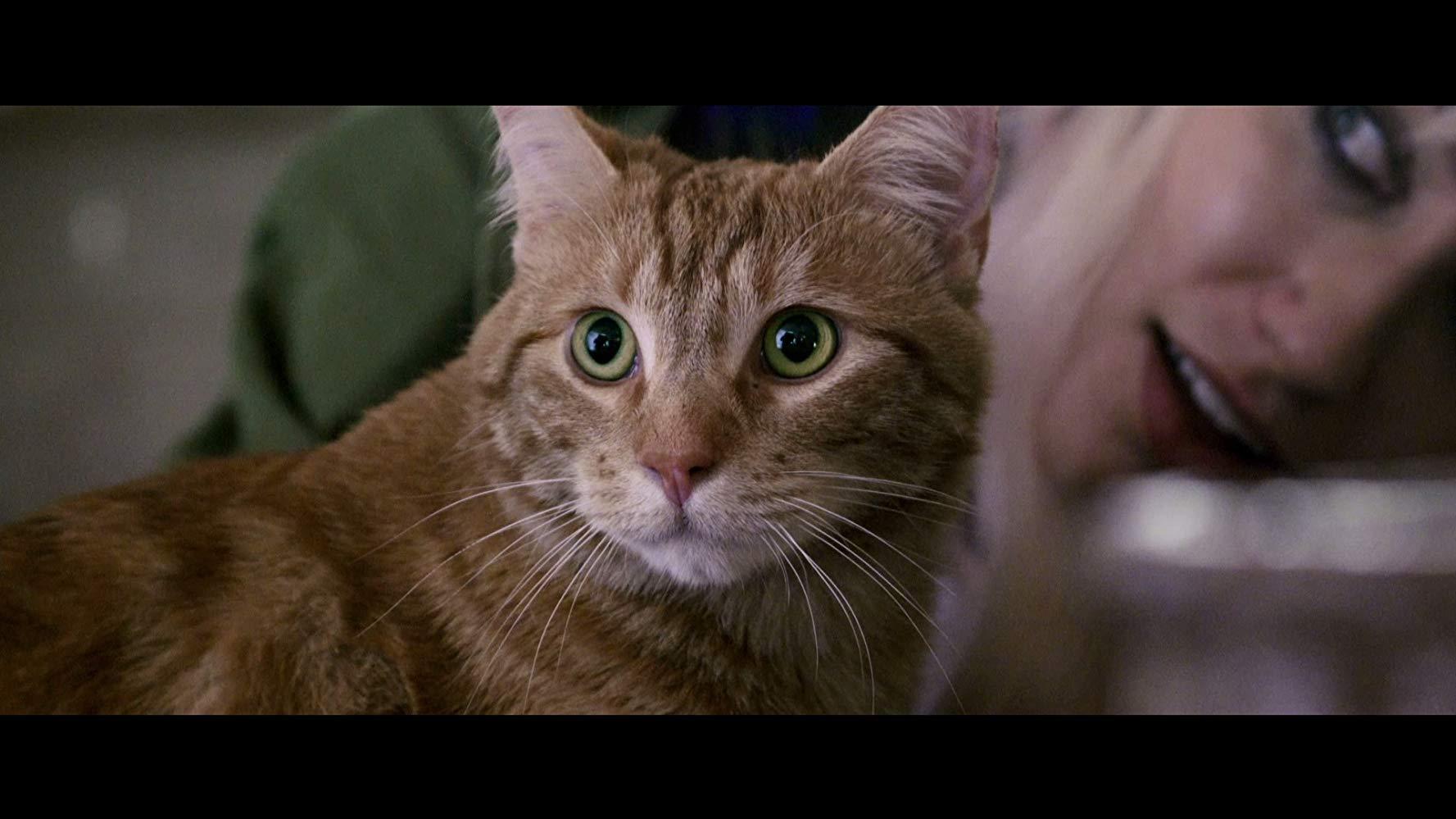 مشاهدة فيلم A Street Cat Named Bob (2016) مترجم