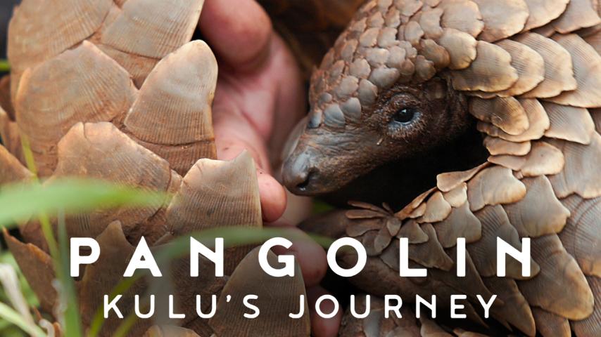 مشاهدة فيلم Pangolin: Kulu's Journey 2025 مترجم
