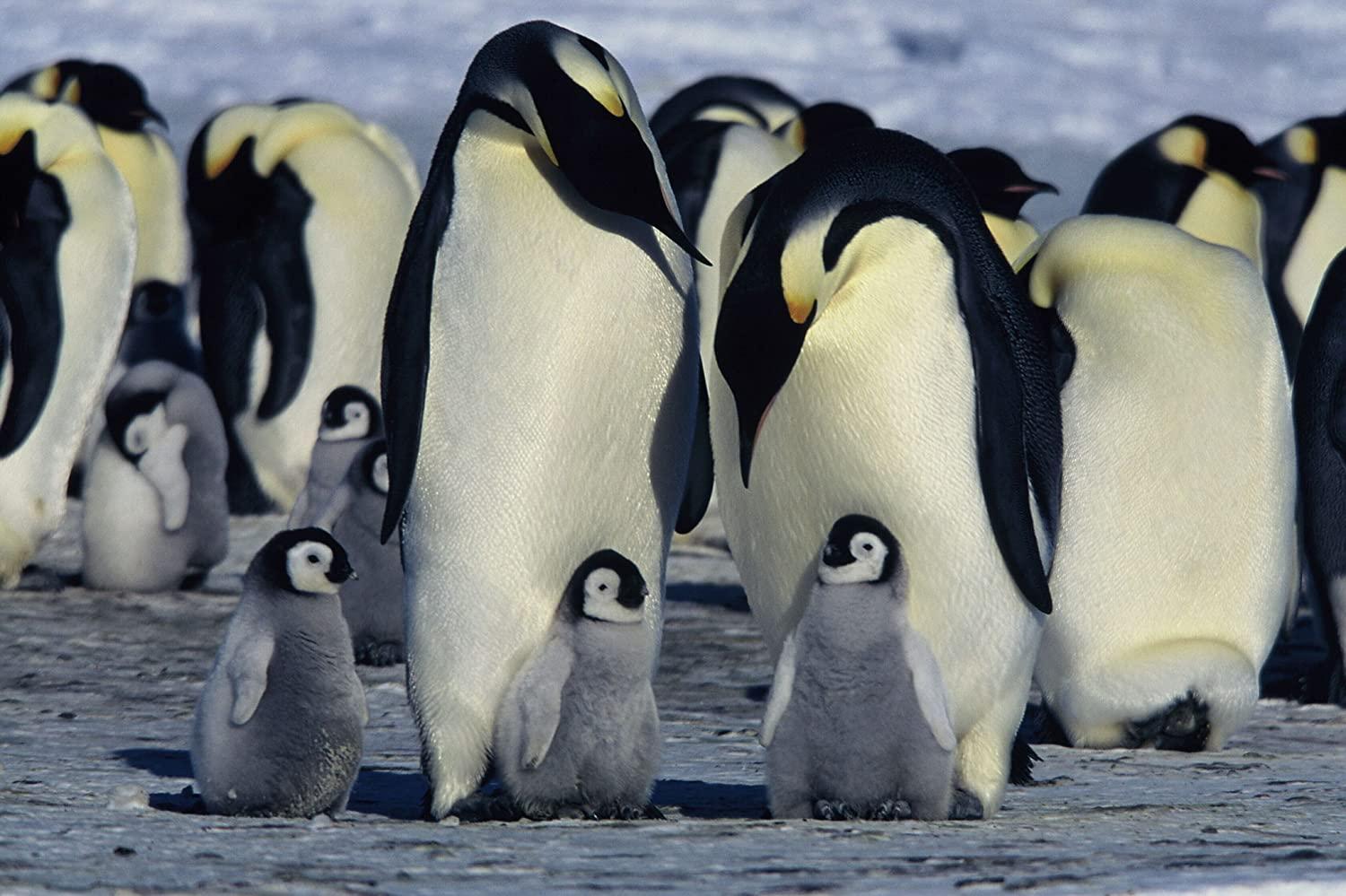 مشاهدة فيلم March of the Penguins (2005) مترجم